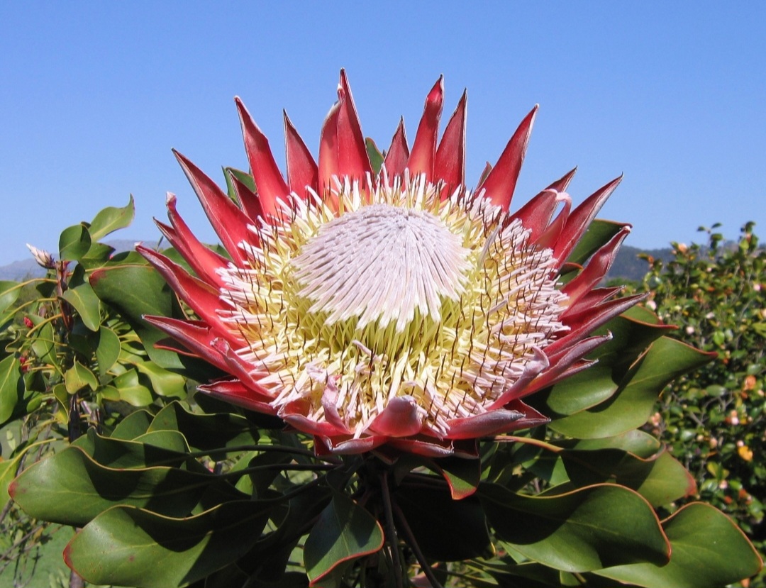Sua presença é um lembrete de como símbolos nacionais podem estar profundamente ligados à sustentabilidade e à proteção da natureza.