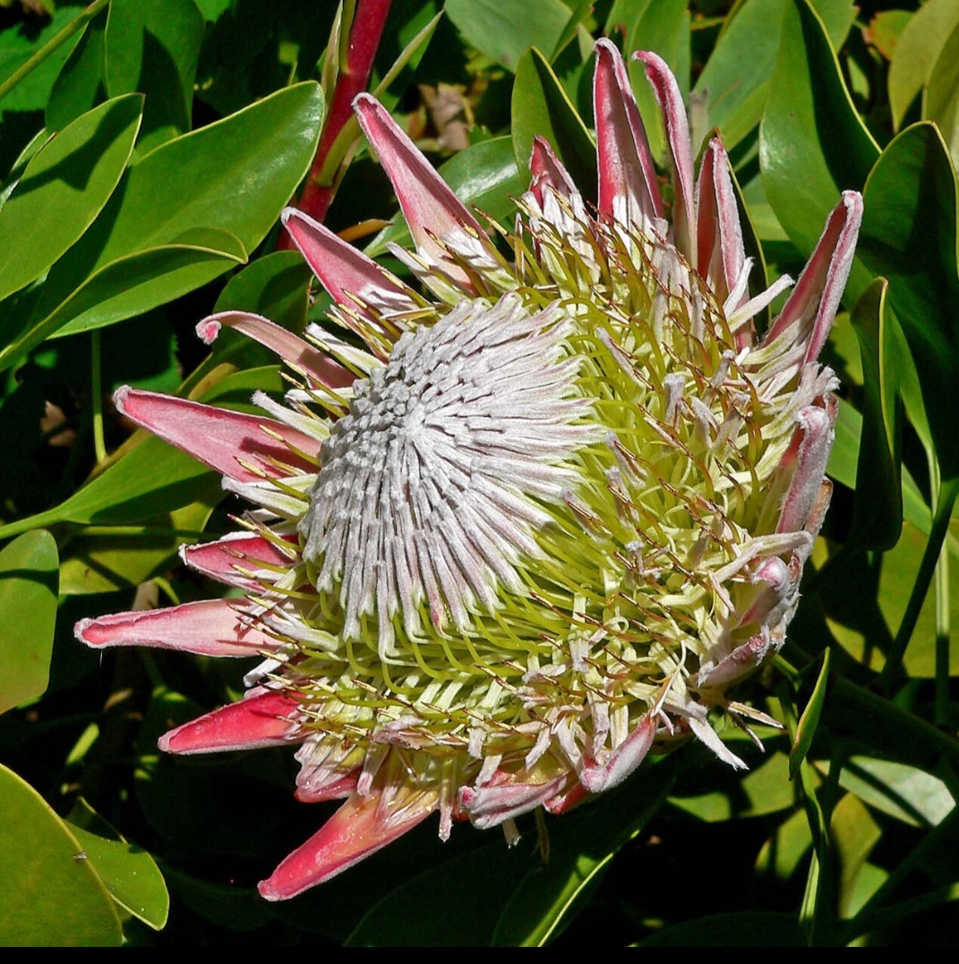 O protea cynaroides também tem relevância ecológica, pois desempenha papel importante na manutenção da biodiversidade em regiões de fynbos, vegetação típica da África do Sul. Ao atrair polinizadores e resistir a incêndios naturais, ajuda a preservar o equilíbrio ambiental. 