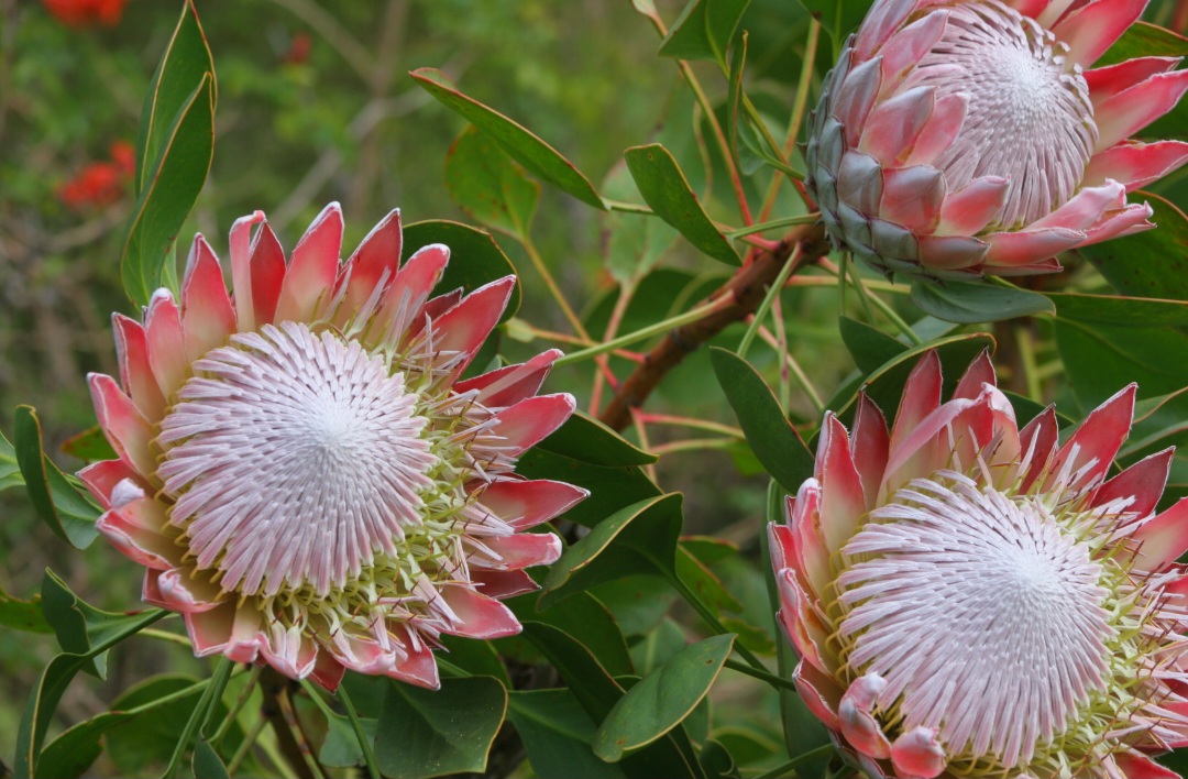 O protea cynaroides pertence à família Proteaceae, que possui mais de 1.500 espécies distribuídas principalmente no hemisfério sul, com destaque para África e Austrália. Essa diversidade mostra como o gênero se adaptou a diferentes ecossistemas, tornando-se exemplo de evolução e sobrevivência. A flor sul-africana, por sua imponência, se tornou a representante mais conhecida dessa família botânica.