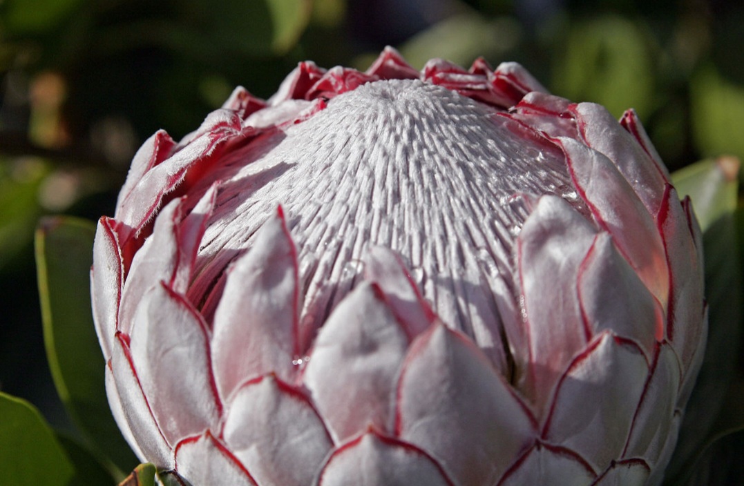 A flor é cultivada comercialmente e exportada para diversos países, sendo valorizada no mercado internacional de flores de corte. Sua durabilidade após o corte e a aparência exótica fazem dela uma escolha popular em arranjos sofisticados e eventos especiais. Esse comércio fortalece a economia local e contribui para difundir a imagem da África do Sul pelo mundo.
