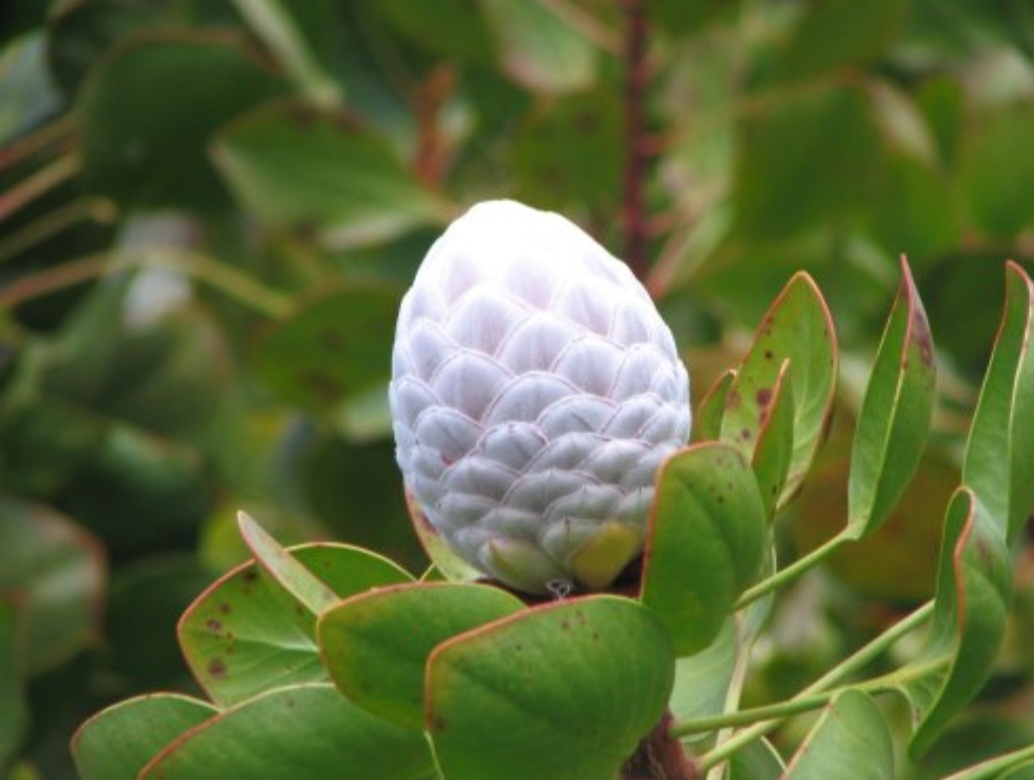 Ao conhecer mais sobre o protea cynaroides, abre-se uma janela para compreender como a natureza pode se tornar parte essencial da identidade cultural de um povo.