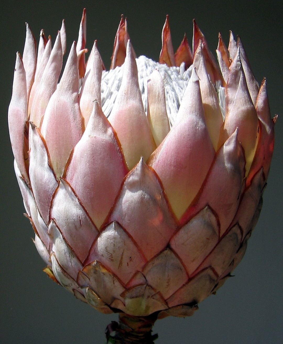 A flor tem um papel cultural marcante, aparecendo em brasões oficiais e sendo usada como emblema em diversas instituições nacionais, incluindo o time de rúgbi conhecido mundialmente como os Springboks. Essa associação reforça o vínculo entre identidade esportiva e orgulho nacional, mostrando como a natureza pode inspirar símbolos coletivos. Além disso, o protea cynaroides é frequentemente utilizado em arranjos florais e celebrações, ampliando sua presença no cotidiano e na vida social.