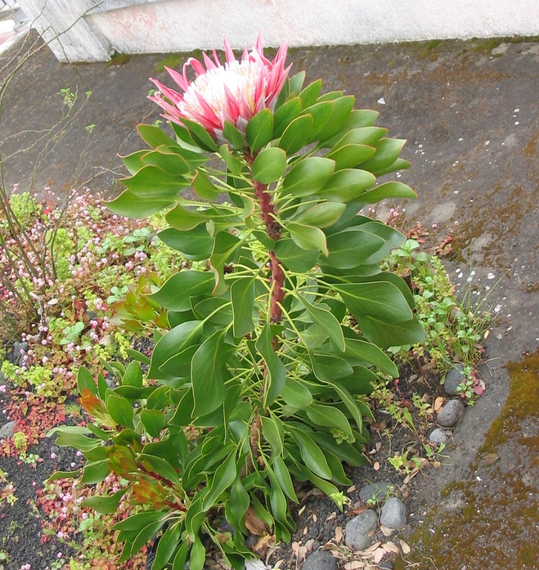 A protea cynaroides é considerada a maior entre as espécies de proteas, podendo atingir até 30 centímetros de diâmetro em sua inflorescência, o que lhe confere imponência e destaque. Essa dimensão impressionante não é apenas estética, mas também funcional, pois atrai polinizadores como aves e insetos que garantem sua reprodução em ambientes áridos. Sua capacidade de florescer em condições adversas reforça a ideia de resistência, tornando-se um símbolo de perseverança para a África do Sul.