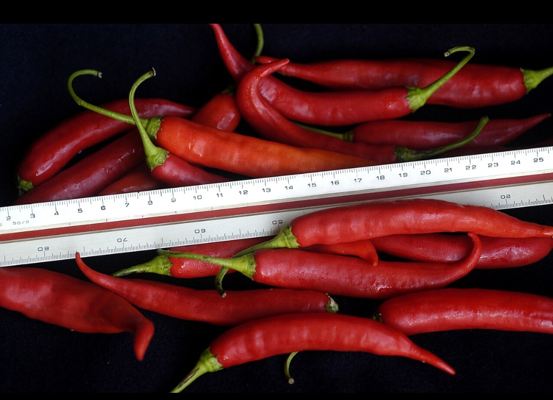 A dedo-de-moça, quando usada sem sementes e em pouca quantidade, entrega picância controlada. É ideal para refogados, peixes e preparos brasileiros clássicos.