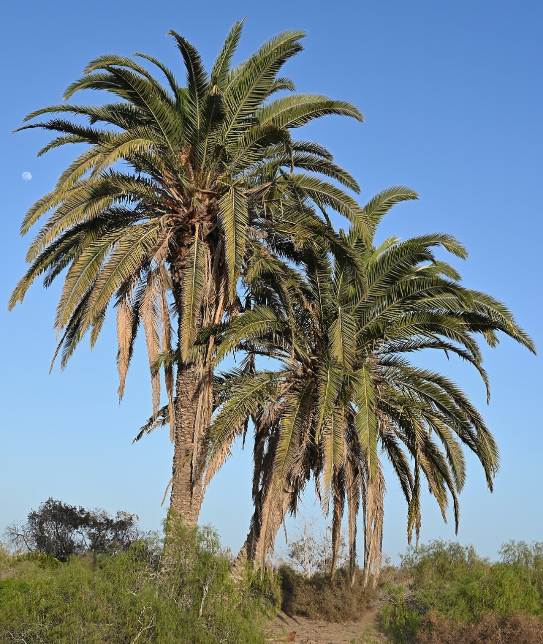 Além da estética, a palmeira produze frutos conhecidos como tâmaras. No entanto, nem todas têm valor comercial significativo. Ainda assim, esses frutos podem atrair aves e enriquecer o ambiente natural ao redor.