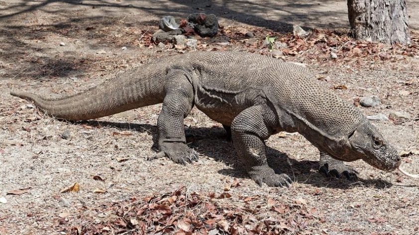 Dragão-de-komodo - Wikimedia Commons/Jakub Hałun