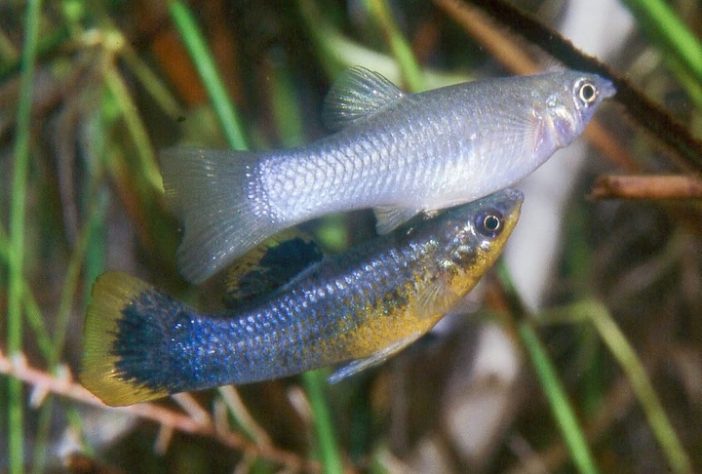 Espécie de peixe conhecida por se reproduzir apenas por fêmeas, molinésia-amazona - Reprodução @juanmiguelartigasazas