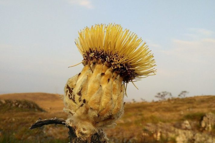 Plantas de aparência exótica do Brasil, Wunderlichia mirabilis - iNaturalist/Márcia Cristina Martins da Silva