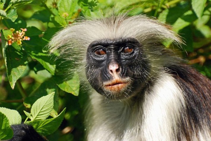 Macaco colobo-vermelho Flickr - Harvey Barrison