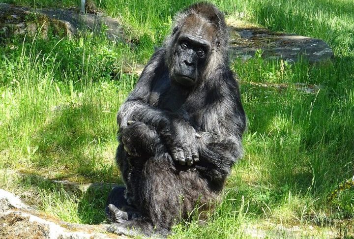 Se, por um lado, a ausência de predadores e o acesso a cuidados veterinários prolongaram sua existência, por outro, ela jamais experimentou a liberdade de explorar um ambiente selvagem ou viver plenamente como um gorila em seu habitat original.