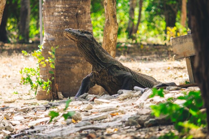 Atualmente, o dragão-de-komodo é considerado vulnerável devido à perda de habitat e mudanças ambientais relacionadas ao clima. Mesmo assim, esse animal ainda é um símbolo da biodiversidade e uma das criaturas mais fascinantes ainda existentes na Terra.