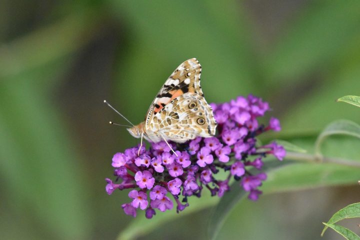A Buddleia, conhecida popularmente como 'árvore-das-borboletas', tornou-se uma das plantas ornamentais mais valorizadas no Brasil por sua capacidade de florescer com vigor mesmo sob calor intenso e períodos prolongados de estiagem, características cada vez mais comuns em diversas regiões do país. Originária de áreas montanhosas da China e da região do Himalaia, essa espécie desenvolveu adaptações naturais que explicam sua resistência a solos pobres, variações climáticas e disponibilidade irregul -  (crédito: Andrea Gibhardt/Pixabay)