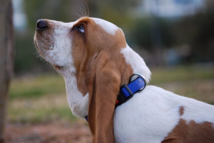 Cão da raça Basset Hound - brancalmf/Pixabay