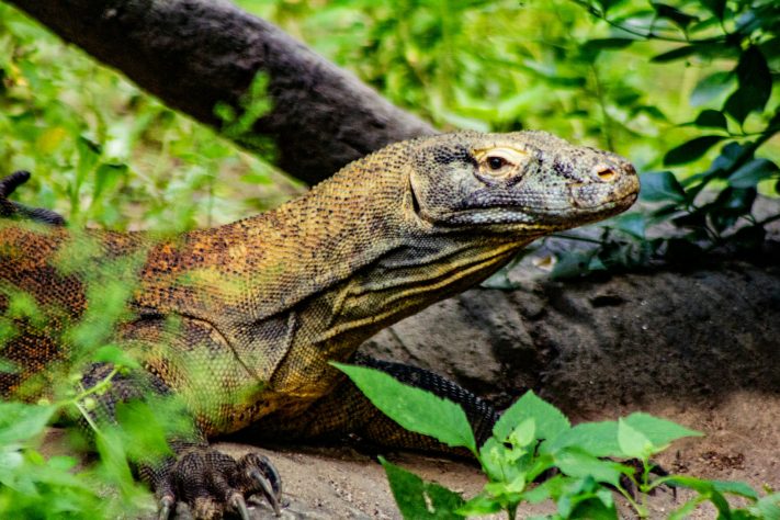 Dragão-de-komodo - Cibi Chakravarthi/Unsplash