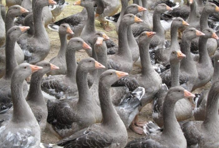 Gansos, aves - cvittoz/Pixabay