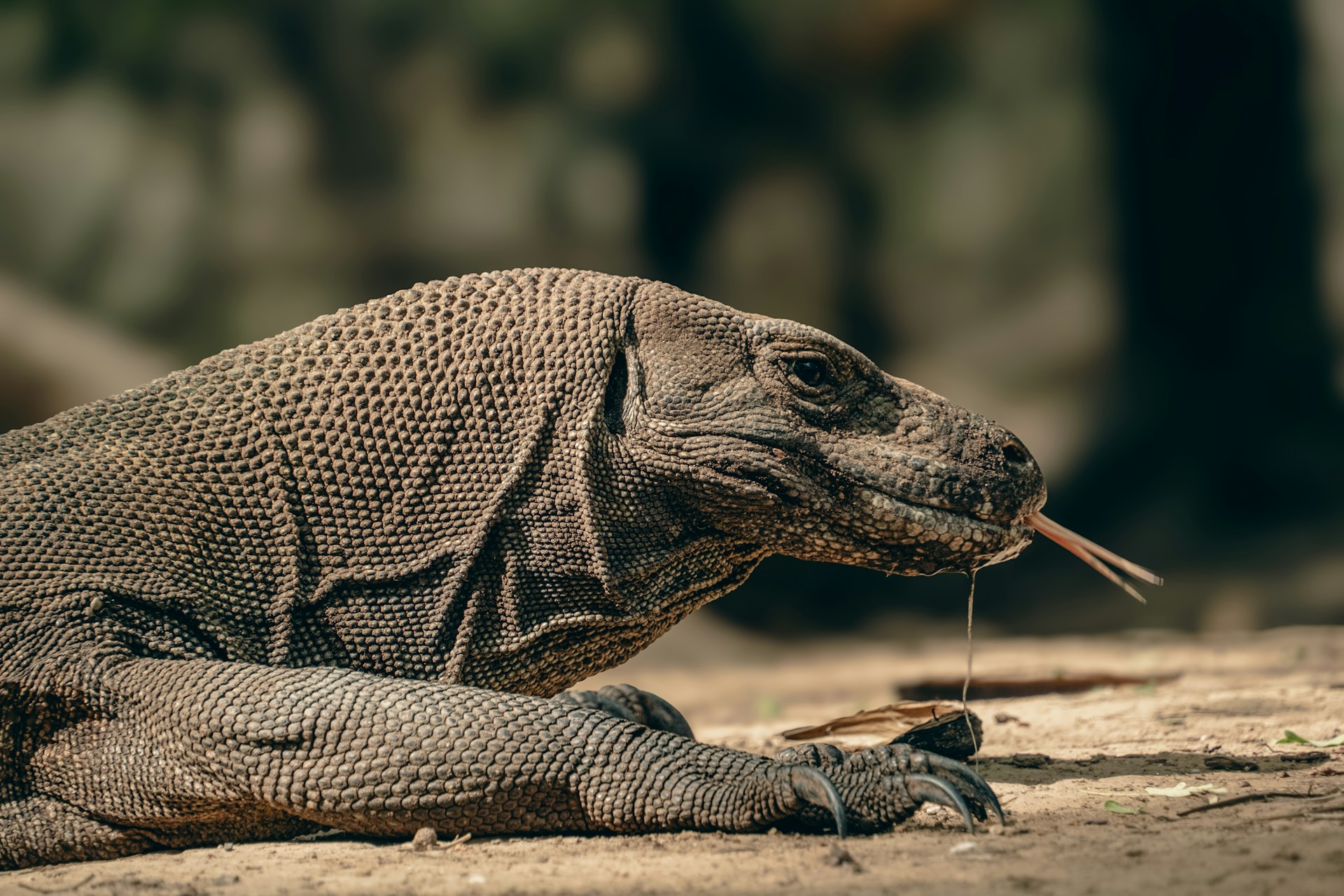 Eles também têm uma uma cauda musculosa, dentes serrilhados semelhantes aos de tubarões, garras afiadas e uma língua bifurcada amarela que detecta partículas químicas no ar e ajuda a monitorar presas a quilômetros de distância.