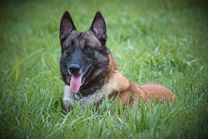 Cão da raça Malinois belga - Edgar Gonzalez/Pixabay