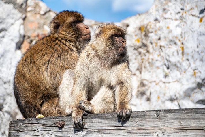 Macaco-de-gibraltar (Macaca sylvanus) - Enrique/Pixabay