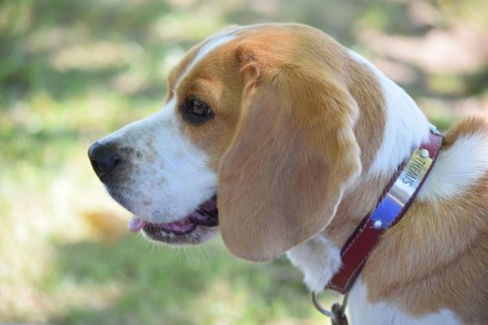 Cão da raça beagle - Christophe DUCOURRET-GRAVEREAU/Pixabay