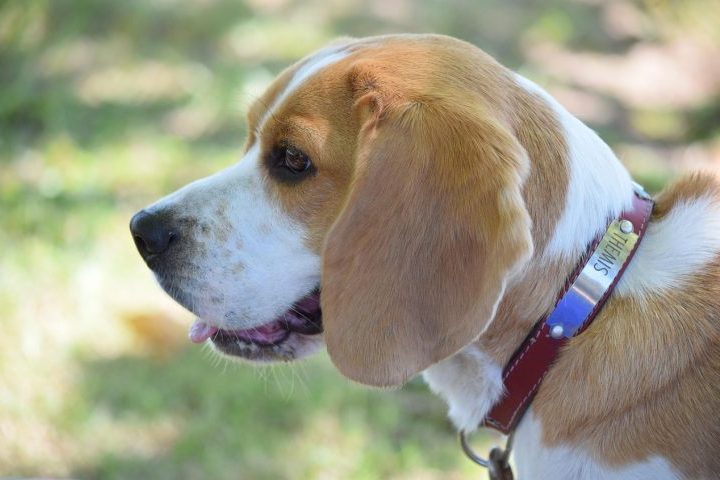 Beagle – Menor e extremamente ágil, o beagle é o preferido em aeroportos e alfândegas por ser menos intimidador para o público, mas possui um faro aguçadíssimo para detectar alimentos, sementes e produtos ilícitos em bagagens.