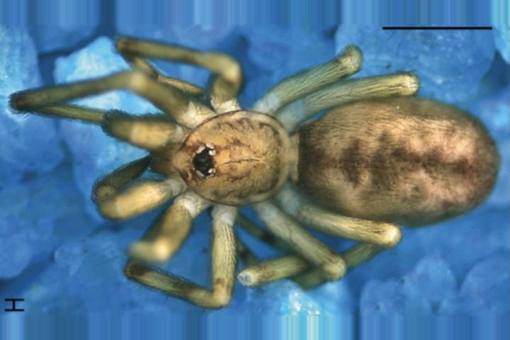 Cientistas sul-americanos descobriram na Colômbia uma nova espécie de aranha batizada de Pikelinia floydmuraria, nome que homenageia a banda Pink Floyd e o álbum 