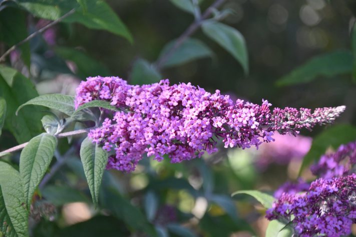 Planta Buddleia, conhecida popularmente como 