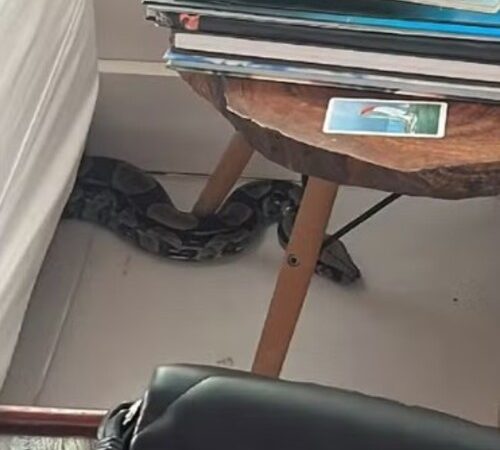 Jiboia de 10 kg é encontrada sob sofá e surpreende moradores de Geribá, bairro badalado e turístico de Búzios