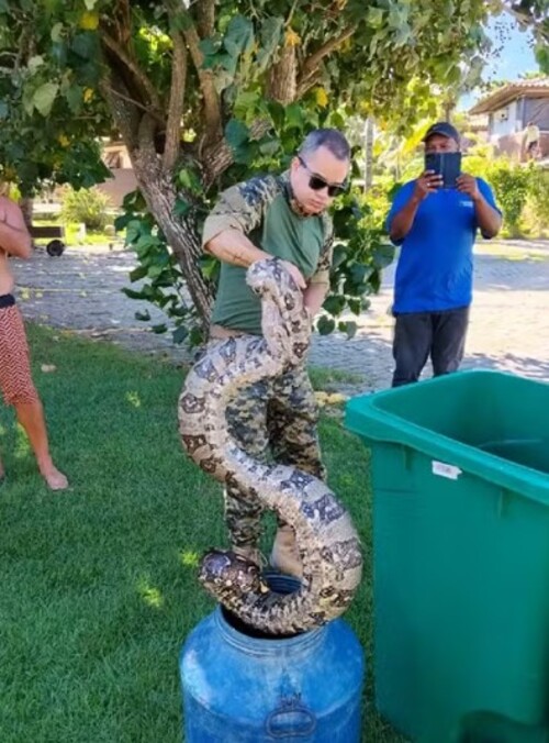 A jiboia, que media cerca de 3 metros, não atacou ninguém e aparentava estar saudável. Após o resgate, ela foi encaminhada para uma área de preservação ambiental, onde foi solta. A orientação das autoridades é que moradores não tentem capturar animais silvestres por conta própria e acionem equipes especializadas.