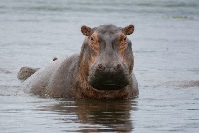 Hipopótamos de Pablo Escobar serão sacrificados após virarem ‘dor de cabeça’ na Colômbia; entenda