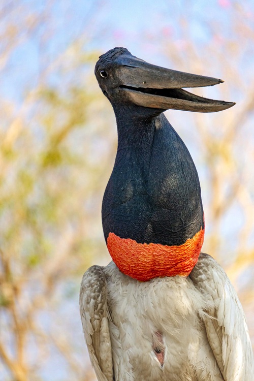 O TuiuiÃº prefere Ã¡reas alagadas, lagoas, brejos e margens de rios, pois nesses ambientes encontra alimento abundante e locais adequados para nidificaÃ§Ã£o. Assim, mostra como sua sobrevivÃªncia depende diretamente da preservaÃ§Ã£o dos ambientes aquÃ¡ticos, o que explica sua abundÃ¢ncia no Pantanal.