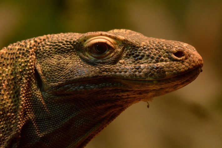 Dragão-de-komodo - Lois0002/Pixabay