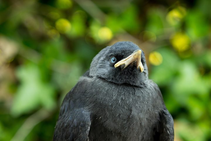 As aves atraem e  curiosidade por sua diversidade de formas, comportamentos e níveis de inteligência. Entre elas, algumas espécies se destacam pela capacidade de adaptação e pela interação social complexa. -  (crédito: Bernd Machmüller/Pixabay)