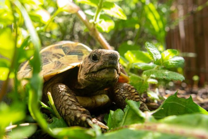 Tartarugas - Marcus Dietachmair/Unsplash