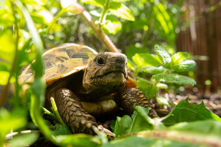 Mesmo com essa importância, muitos quelônios sofrem ameaças graves. A destruição de habitats, a poluição dos rios e mares, o tráfico de animais silvestres, a captura acidental em redes de pesca e o consumo humano reduzem populações inteiras.
