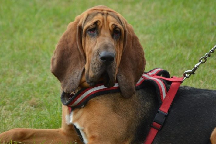 Cão da raça Bloodhound - markfizzwig/Pixabay