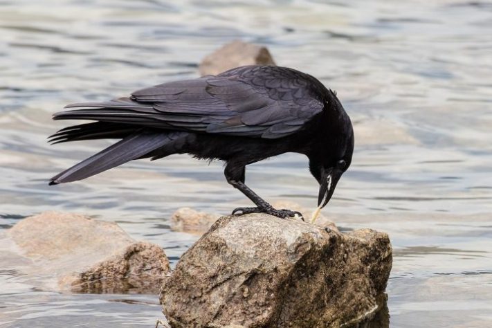 Corvos, aves - minka2507/Pixabay