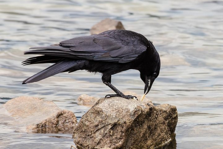 Essas aves exercem papel ecológico importante, ajudando no controle de insetos, na dispersão de sementes e na limpeza do ambiente ao consumir matéria orgânica em decomposição. 