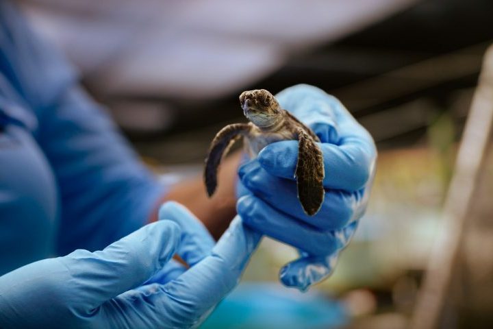 Em várias regiões, projetos de conservação tentam proteger áreas de desova, resgatar ninhos, combater o comércio ilegal e orientar comunidades locais. A presença desses animais em ambientes naturais costuma indicar equilíbrio ecológico, o que reforça a necessidade de proteção.