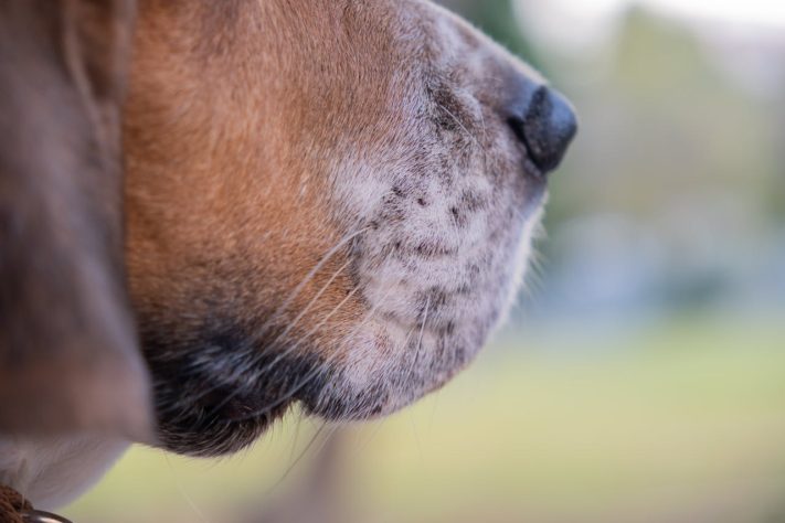Cão da raça Bloodhound é considerado o melhor farejador do mundo - Pexels/Doğan Alpaslan Demir