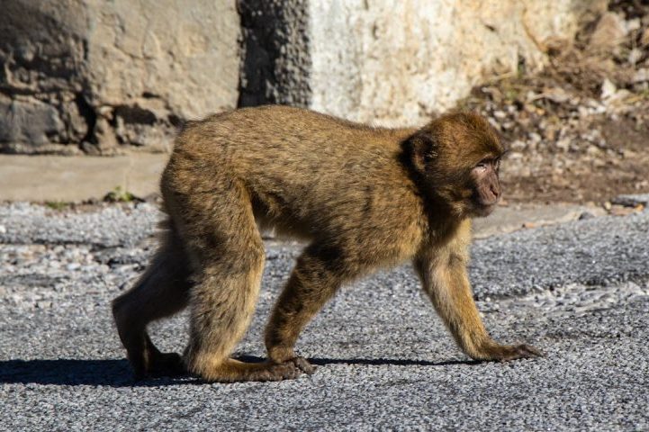 Com raízes geográficas no Norte da África, os macacos-de-gibraltar teriam alcançado o território europeu de Gibraltar ainda na Idade Média, sob a ocupação moura na região. Com o passar do tempo, esses animais ganharam valor simbólico para os britânicos, impulsionados por uma lenda que afirma que eles teriam ajudado a avisar soldados sobre um ataque inesperado no século 18.