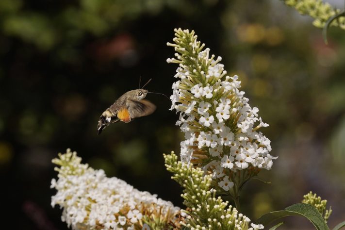 Planta Buddleia, conhecida popularmente como 