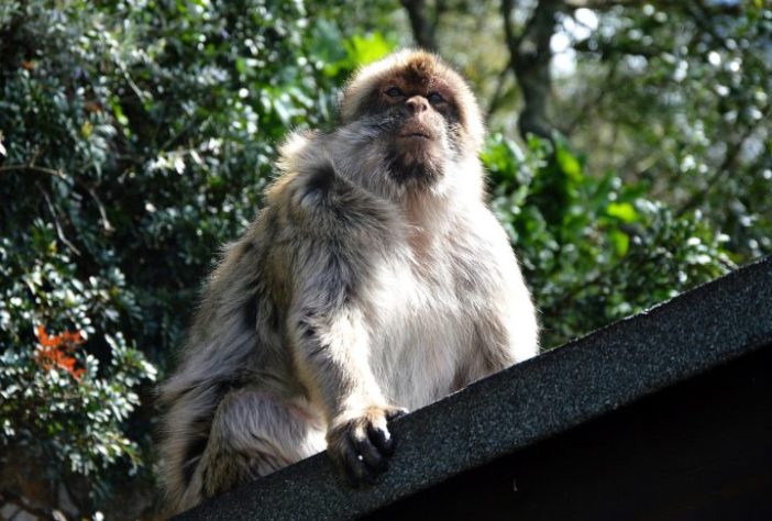 Macaco-de-gibraltar (Macaca sylvanus) - SILKE/Pixabay