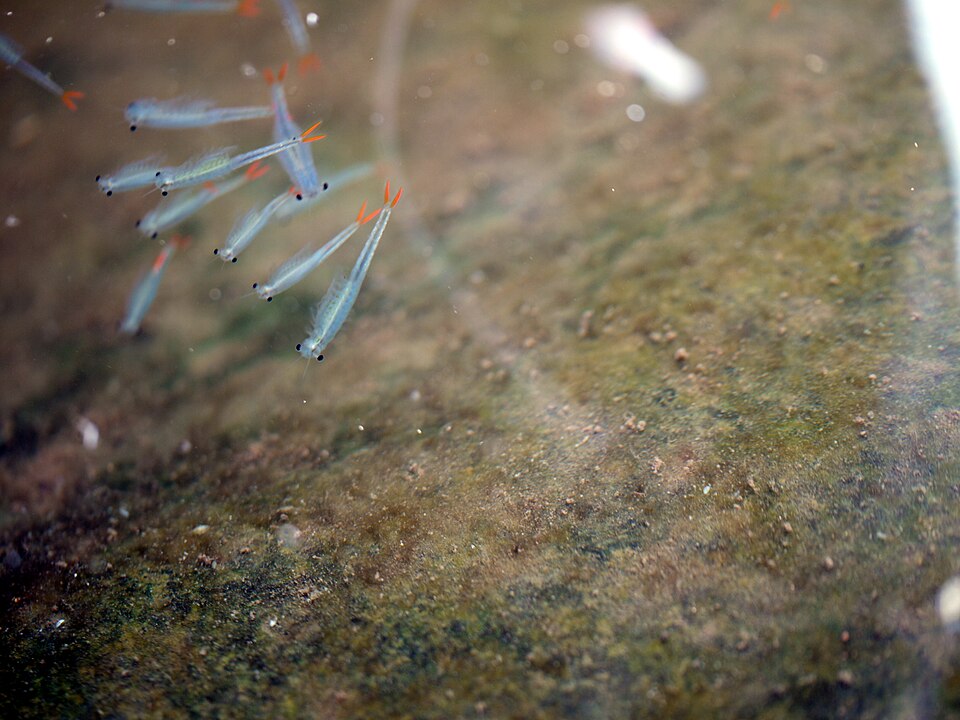 Um exemplo fascinante são os camarões do deserto, que surgem apenas quando chove. Chamados também de camarão-fada, eles nascem nas poças após a chuva. Antes disso, permanecem em ovos resistentes até que a água volte, mostrando a incrível resiliência da vida na região.