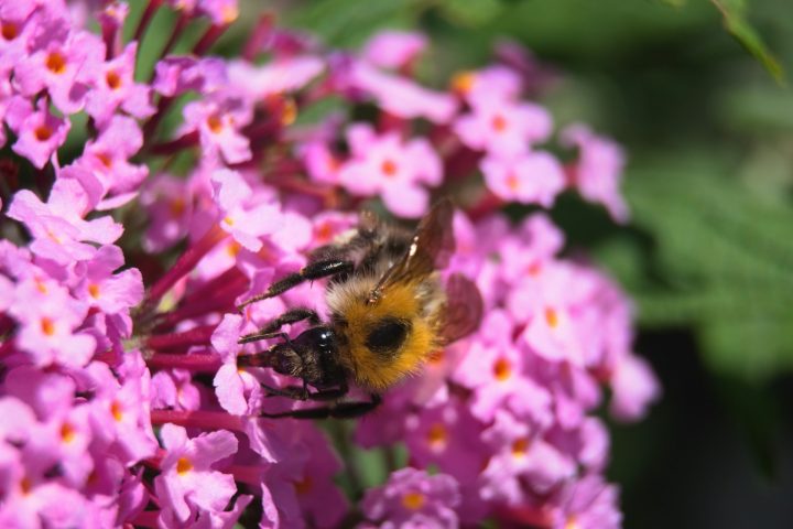 Além disso, a Buddleia se destaca pelas inflorescências longas e densas, ricas em néctar e dotadas de aroma adocicado intenso, capazes de atrair uma grande diversidade de polinizadores ao longo de semanas seguidas. Borboletas de diferentes espécies visitam suas flores com frequência, assim como abelhas nativas e pequenos insetos polinizadores importantes para o equilíbrio ecológico dos jardins urbanos.