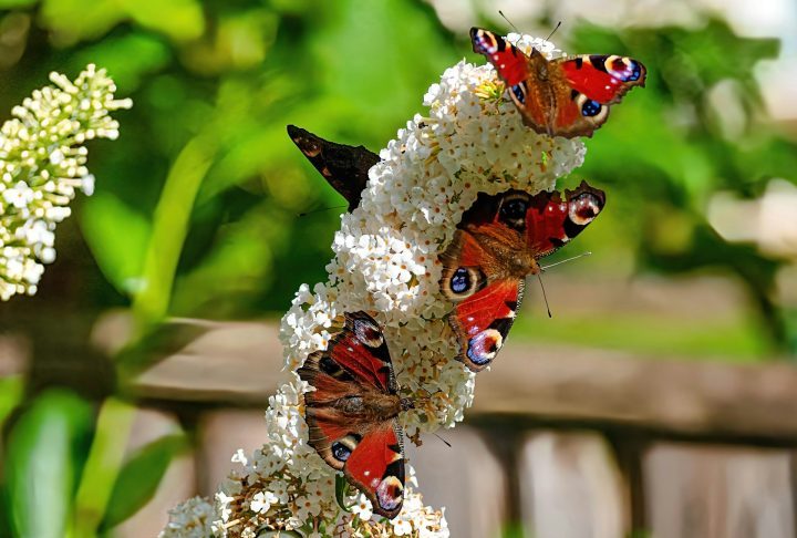 Planta Buddleia, conhecida popularmente como "árvore-das-borboletas" - Stephen Talas/Unsplash