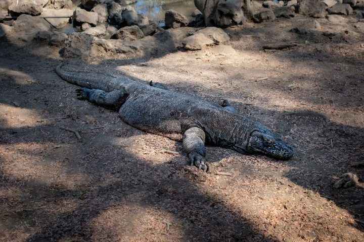 Em termos comportamentais, o dragão-de-komodo é predominantemente solitário e territorial, embora possa tolerar outros indivíduos em áreas com abundância de alimento. Eles costumam passar parte do dia descansando à sombra para economizar energia e evitar o calor intenso das ilhas tropicais.