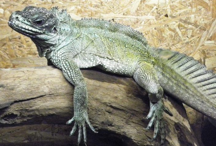 Dragão-vela, lagarto que vive em regiões tropicais da Indonésia e das Filipinas é conhecido por ser uma das criaturas mais singulares do Sudeste Asiático - Wikimedia Commons/Vi Ko