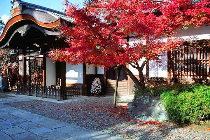 O Acer palmatum, popularmente conhecido como bordo-japonês, é uma das espécies ornamentais mais valorizadas no paisagismo, especialmente quando o outono se aproxima. Nessa estação, suas folhas delicadas assumem tonalidades vibrantes que variam entre o vermelho intenso, o laranja e o dourado, criando um espetáculo visual que transforma qualquer ambiente. Originária do Japão, a árvore carrega uma forte simbologia ligada à contemplação, à passagem do tempo e à beleza efêmera, conceitos profundament -  (crédito:  Domínio público/Wikimédia Commons)