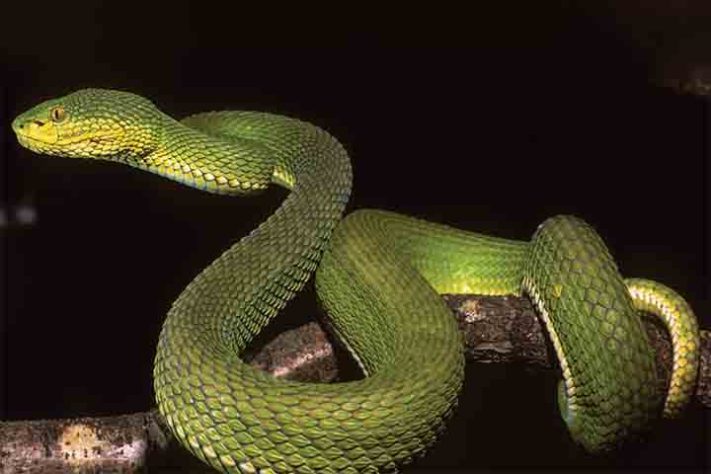Serpente descoberta em Mianmar 
