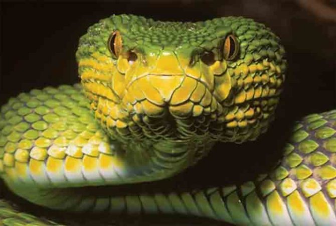 Serpente descoberta em Mianmar desafia cientistas com combinação incomum de características